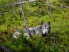 doug-wolves010