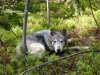 doug-wolves016